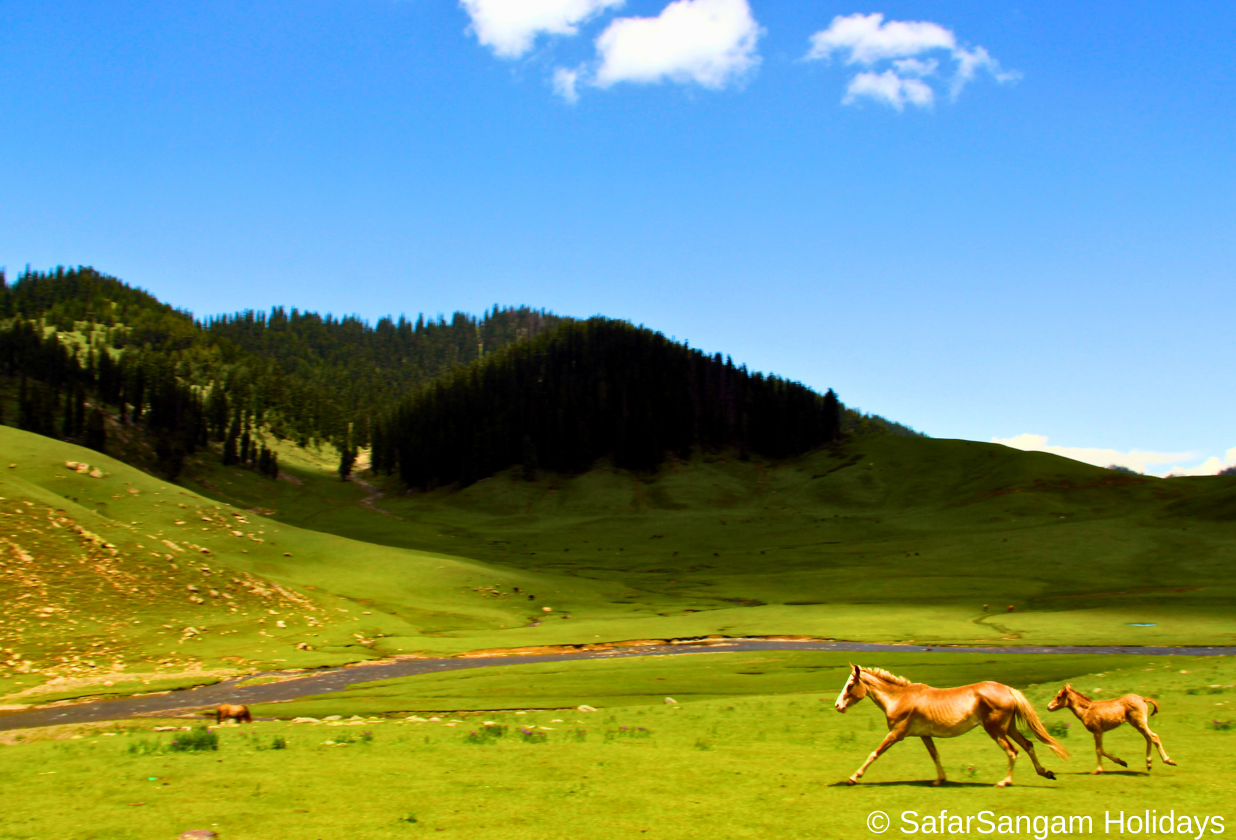 SafarSangam Holidays 